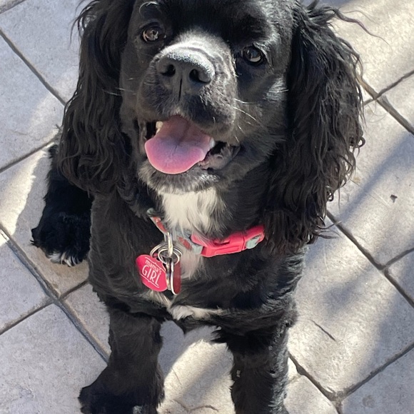 Meet your Posher, Marci - Picture 4 of 4